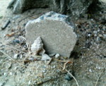 20060811〓〓〓〓〓??¨??.jpg